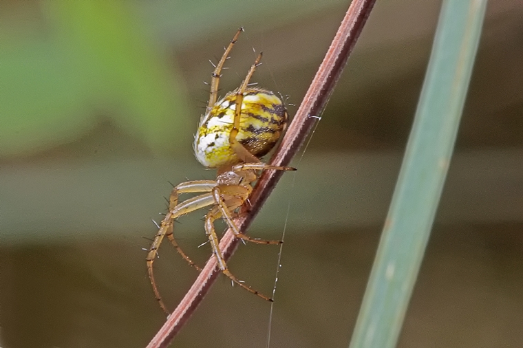 Mangora acalypha